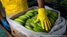 La crisis del banano y Europa: “El momento de hablar, no solo de salario digno, es ahora”