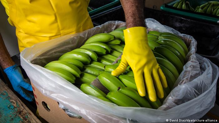 Em 2023, o Equador exportou mais de 350 milhões de caixas de banana
