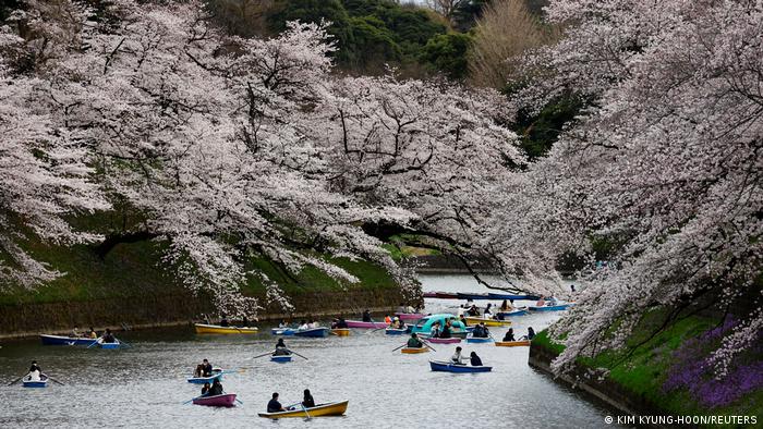 Japn | Kirschblüte in Tokio