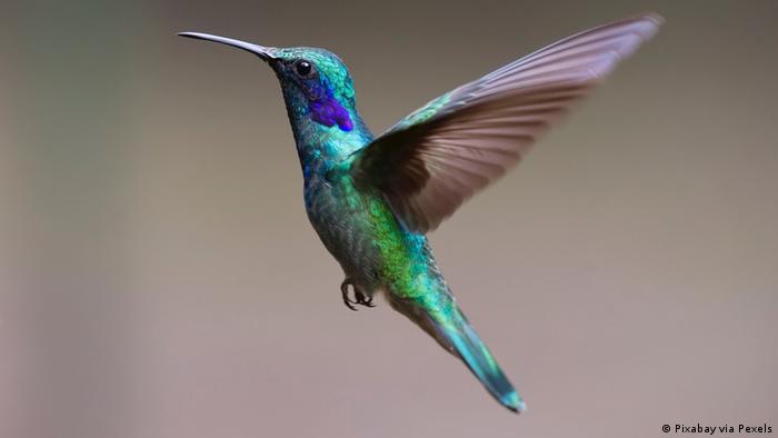 A hummingbird flying. Hummingbirds are native to the Americas