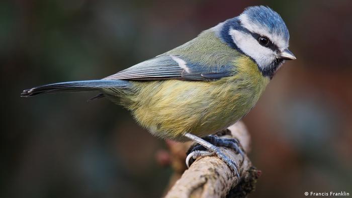 A Eurasian blue tit from Lancashire perched on a branch