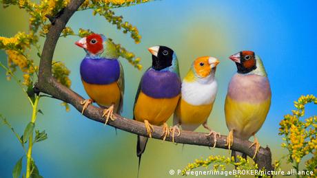 Four gouldian finches on a tree branch