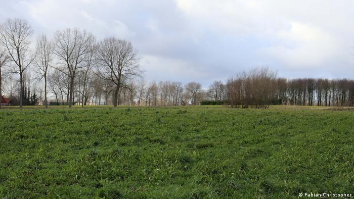 Campos con llantén y árboles.