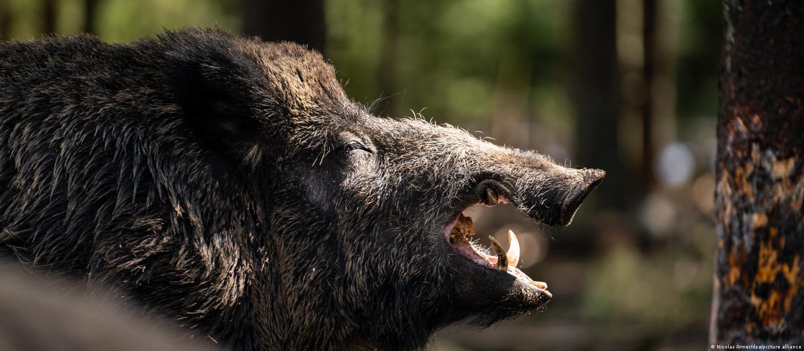 German wildlife park renames 'Putin' the boar – DW – 04/20/2022