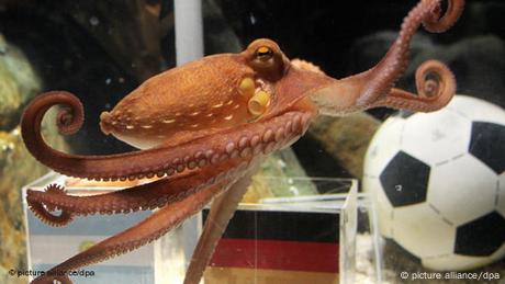Flash-Galerie Krake Paul Oktopus Fußball