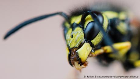 Nicht nur Bienen: Was Mücken, Fliegen und Wespen für uns tun