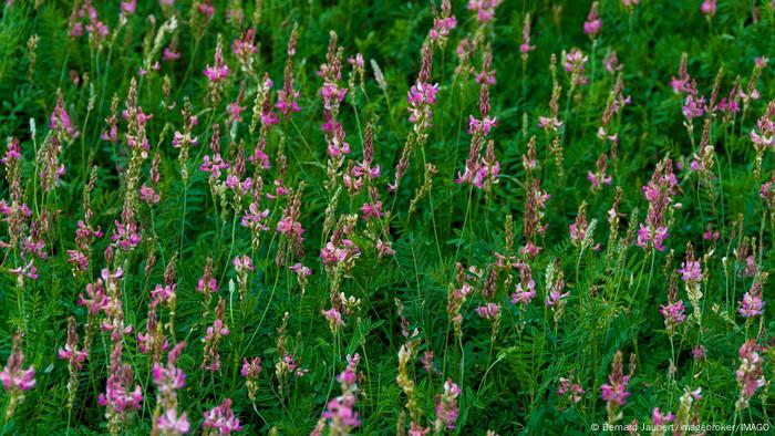 A field of alfalfa, with purple flowers