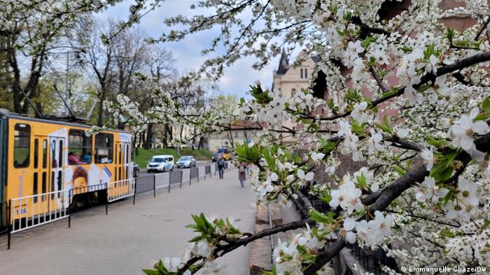 A tram near Lviv’s central station, next to a tree filled with white blossoms