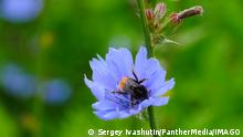bumblebee on chicory flower