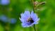 Bumblebee on a chicory flower Bumblebee on a chicory flower