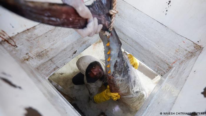 أحد عمال الصيد البحري في سيريلانكا