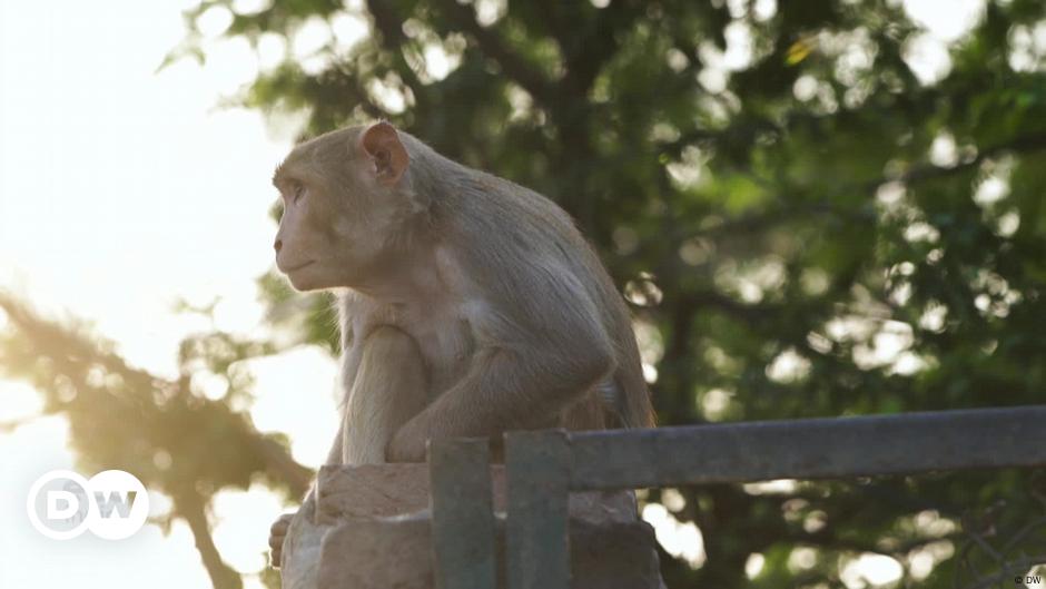 Dealing with Delhi’s monkey menace – DW – 04/21/2022