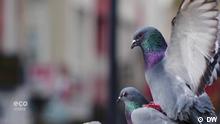 The city pigeon: Friend or foe? 