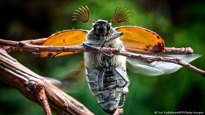 कीटों और उनकी प्रजातियों की संख्या तेजी से सिमट रही है