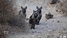 Living with Namibia’s brown hyenas