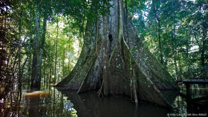 Los árboles, imprescindibles y hasta sagrados en las culturas del mundo |  Ecología | DW | 25.04.2022