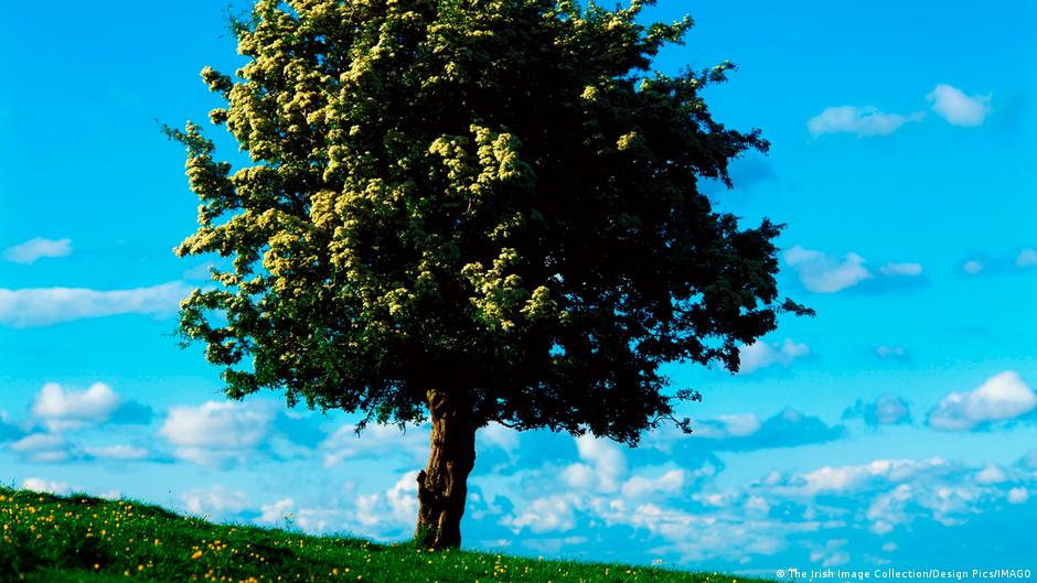 A hawthorn tree blooms on a field in Ireland