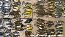 This photo provided by Melissa Breyer shows some of the dead birds collected in the vicinity of New York's World Trade Center, Tuesday, Sept. 14, 2021. Hundreds of birds migrating through New York City this week died after crashing into the city's glass towers, a mass casualty event spotlighted by a New York City Audubon volunteer's tweets showing the World Trade Center littered with bird carcasses. (Melissa Breyer via AP)
