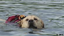 Baywatch auf 4 Pfoten - Italiens Rettungshunde