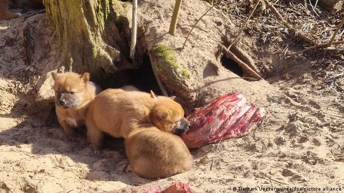 Dingo puppies in captivity