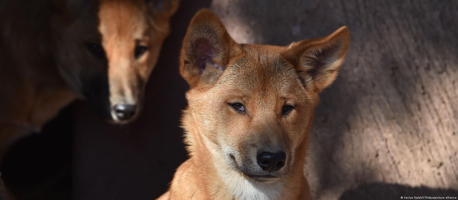 is dingo a dog breed