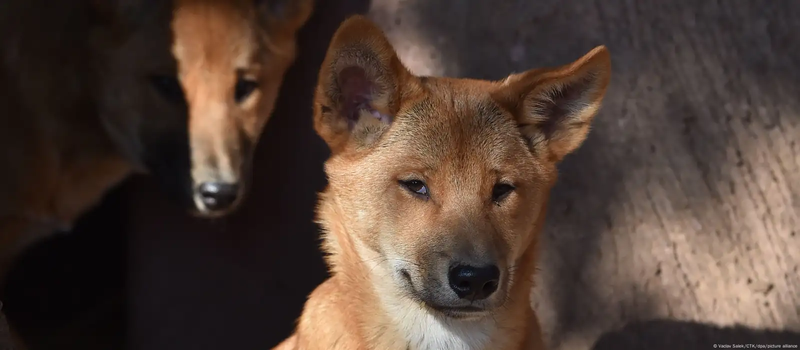 Dingoes are genetically different from domestic dogs, new research