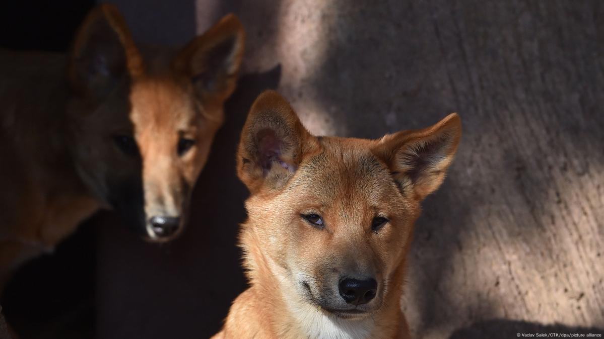 are dingoes a pest