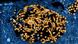 Ebola Virus: Colorized transmission electron micrograph of Ebola virus nucleocapsids (small orange circles) and viral particles (larger orange filamentous structures) Ebola Virus: Colorized transmission electron micrograph of Ebola virus nucleocapsids (small orange circles) and viral particles (larger orange filamentous structures)