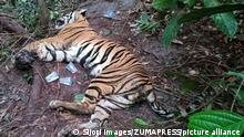 May 19, 2020, Siak, Riau, Indonesia: RIAU, INDONESIA - MAY 19 : Photo taken on May 18, 2020 show a Sumatran Tiger (Panthera Tigris Sumatrae) was found dead trapped at West Minas Village, Siak Regency, Riau province, Indonesia. The male tiger, estimated to be one and a half years old, was reported by the company to the Riau Natural Resources Conservation Agency on Monday..The Evacuation Team and the Tiger rescue medical team came to the location but found the Tiger dead dead entangled in its right leg with an iron rope Sling which was estimated to be more than three days. (Credit Image: Â© Sijori Images via ZUMA Wire