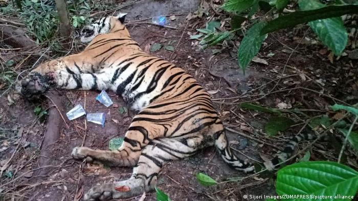 फंसे में फंसकर मारा गया सुमात्रन बाघ