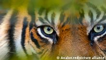 Sumatran tiger Panthera tigris sondaica CAPTIVE