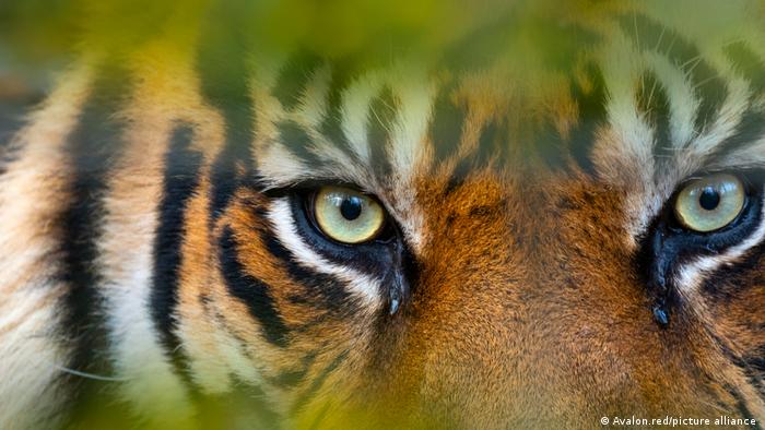 जंगलों में अब 400 से कभी सुमात्रन टाइगर बचे हैं