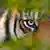 La mirada penetrante de un tigre de Sumatra.