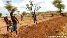 Drought in Oromia's Borna zone Ethiopia Drought in Oromia's Borna zone: In the recent droughts in the Oromia region in the Borena zone, farmers who lost livestock were seen putting themselves in place of oxen. Author: Seyoum Hailu DW Corri. 