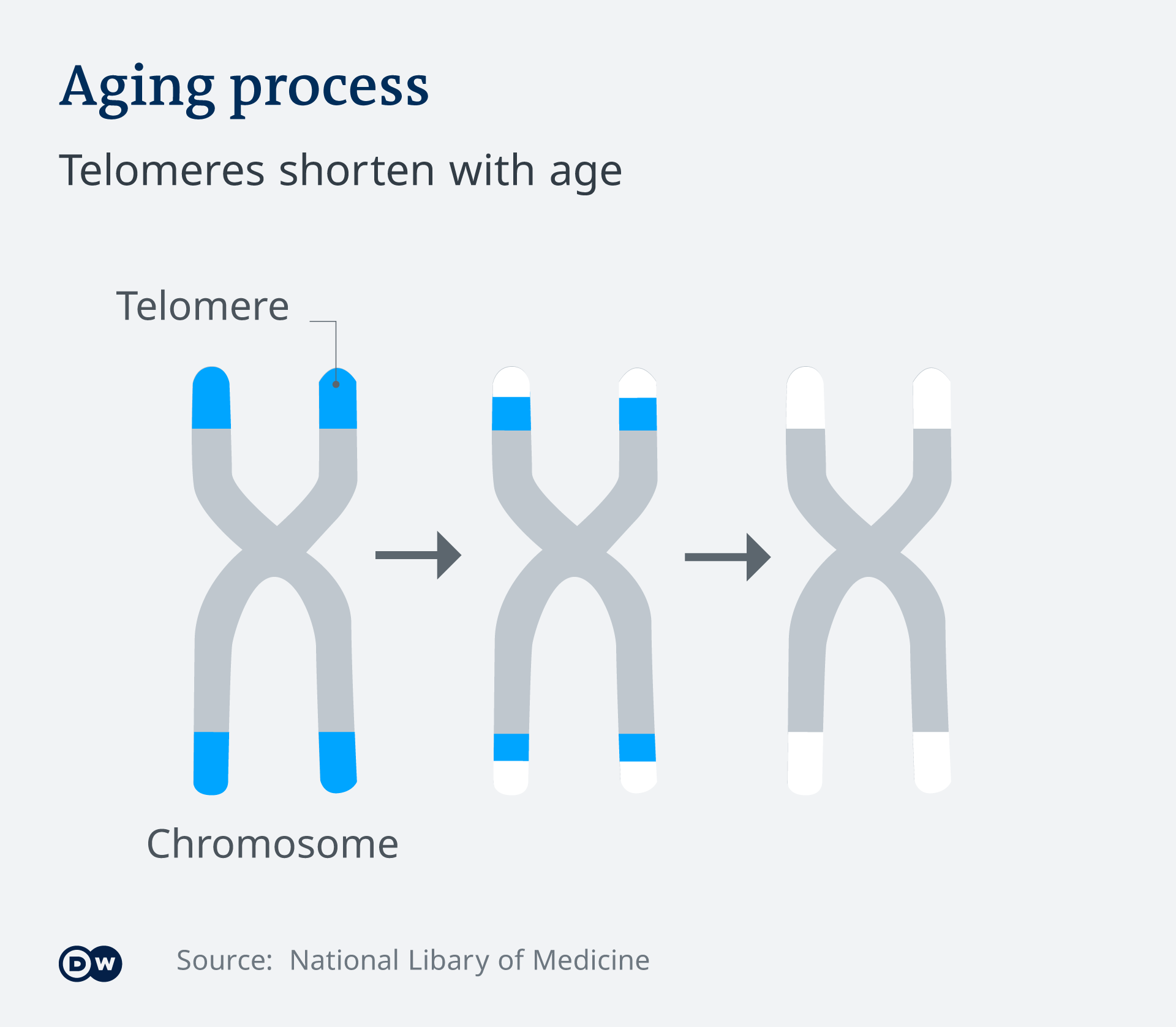 An infographic showing how telemeres shorten with age