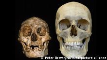 El cráneo de un Homo floresiensis (lzq.) comparado con un cráneo moderno.