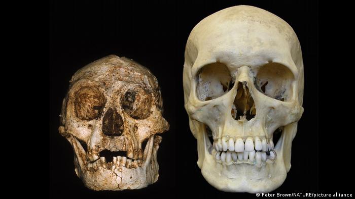 El cráneo de un Homo floresiensis (lzq.) comparado con un cráneo moderno.