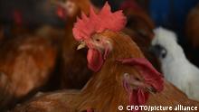 FUYANG, CHINA - APRIL 27, 2022 - Chickens for sale at a rural market in Linquan County, Fuyang City, Anhui Province, China, April 27, 2022. The NHC reported a human case of H3N8 avian influenza infection in Henan Province on April 26.