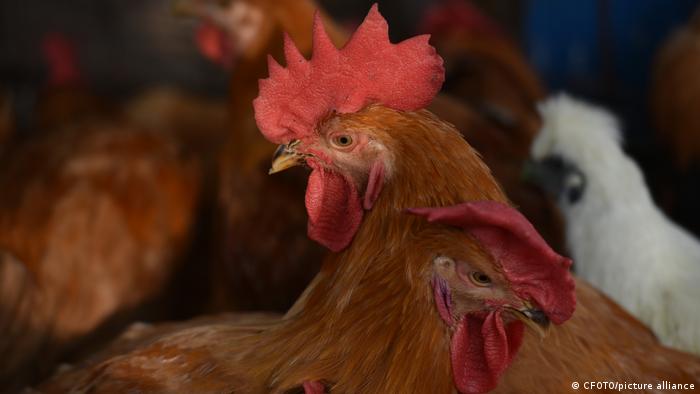 Reporta EU primer caso de infección humana por gripe aviar 