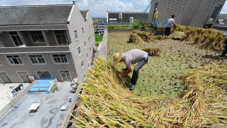 Chinese farmers harvest rice on the rooftop of a factory building