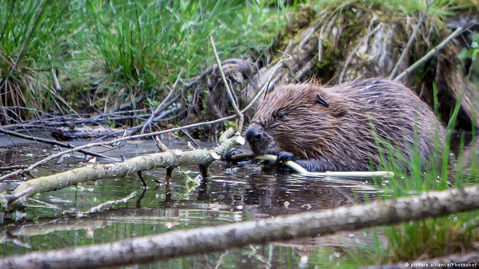 A beaver gnaws on a branch at the Loch of the Lowes in Scotland