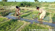 June 27, 2020, Pakistan: HYDERABAD, PAKISTAN, JUN 27: Farmers are busy in their works to earn their livelihood .for support their families, at a field in Hyderabad on Saturday, June 27, 2020. (Credit Image: © PPI via ZUMA Wire