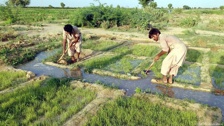 Farmers work in a partly flooded field in Hyderabad