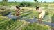 Farmers work in a partly flooded field in Hyderabad Farmers work in a partly flooded field in Hyderabad