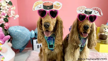 Dogs partying at a dog cafe
