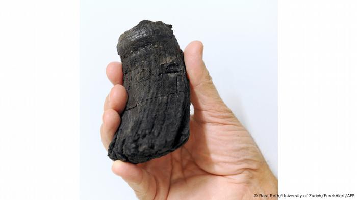 A hand displays the root of the thickest ichthyosaur tooth found so far with a diameter of 60 Millimeters. 