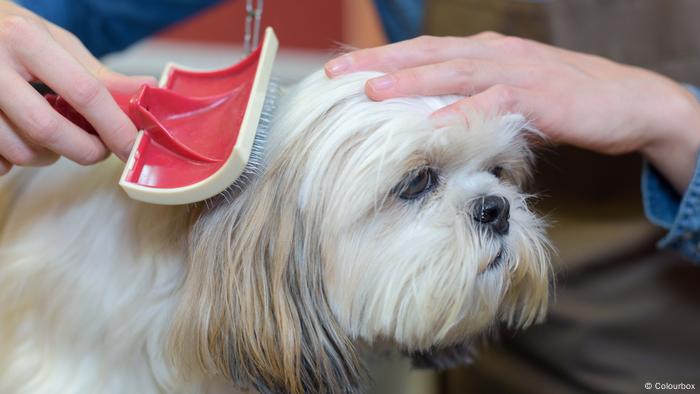 Dog getting its hair brushed