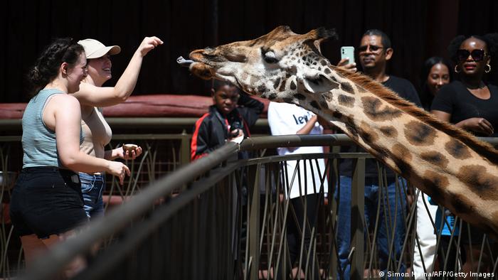 Tourismus in Afrika | Kenia Nairobi | Giraffe Center
