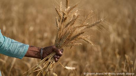 DW: Profiteering games with food – Mass ” investor ” entry into raw material markets