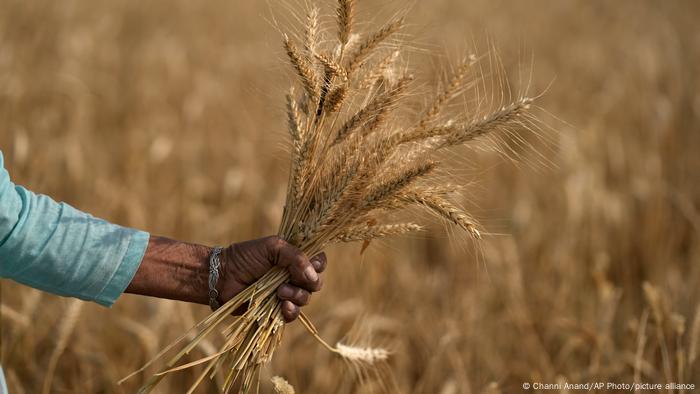 A farmer holds an ear of wheat in his hand